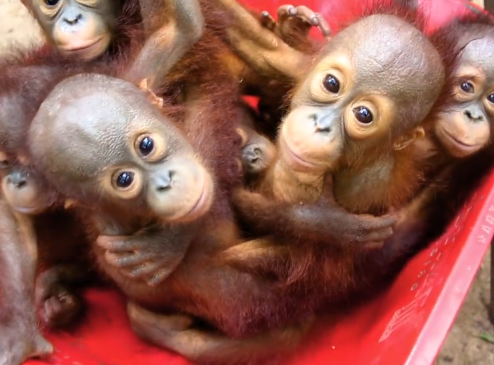  Baby  orangutans  take wheelbarrow to school to learn how to 