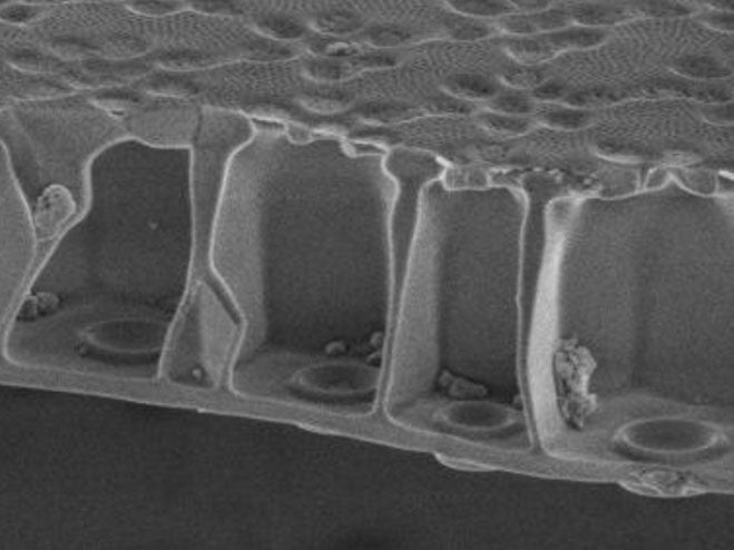A cross-section of the diatom's silica frustule shows the honeycomb construction that scientists believe give the structure strength