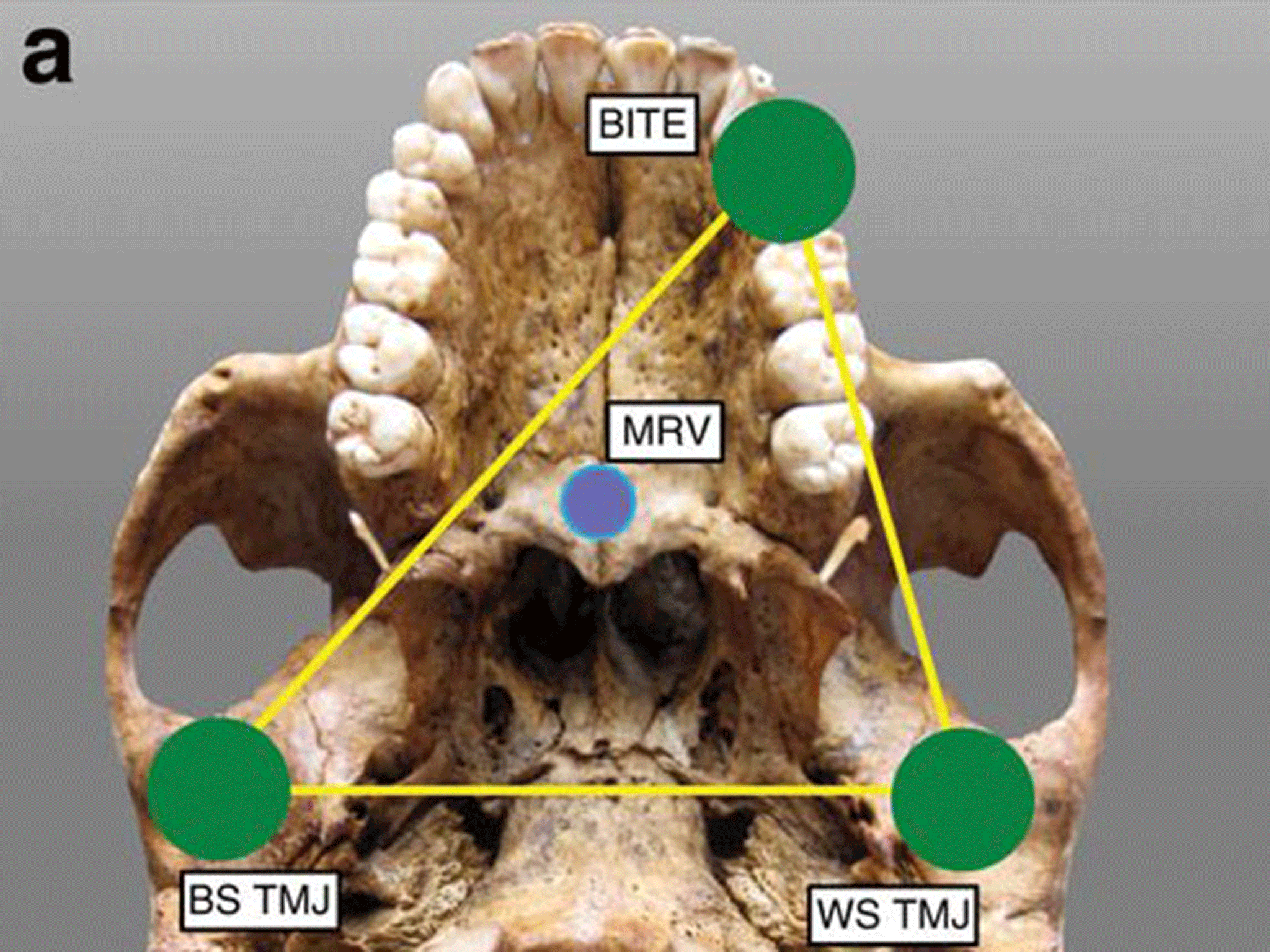 The model of jaw biomechanics used by anthropologists in the study