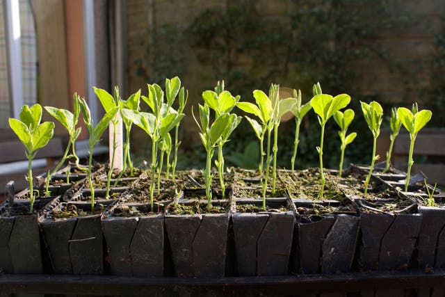 A host of salad crops, vegetables and herbs can now be germinated on window sills, ready for the warmer weather to come