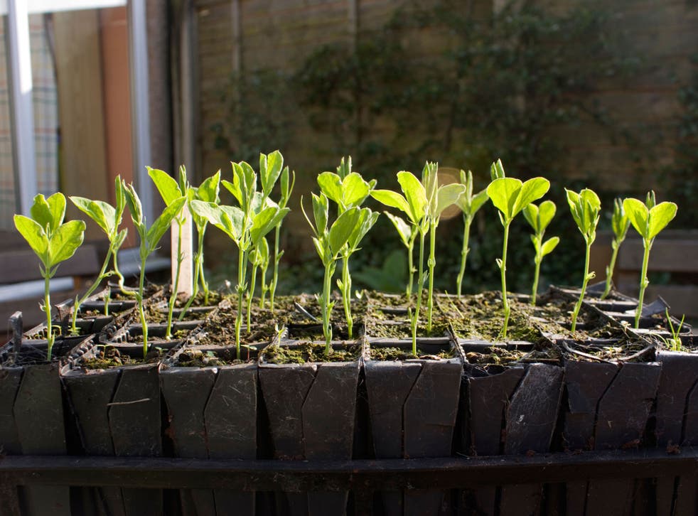 A host of salad crops, vegetables and herbs can now be germinated on window sills, ready for the warmer weather to come