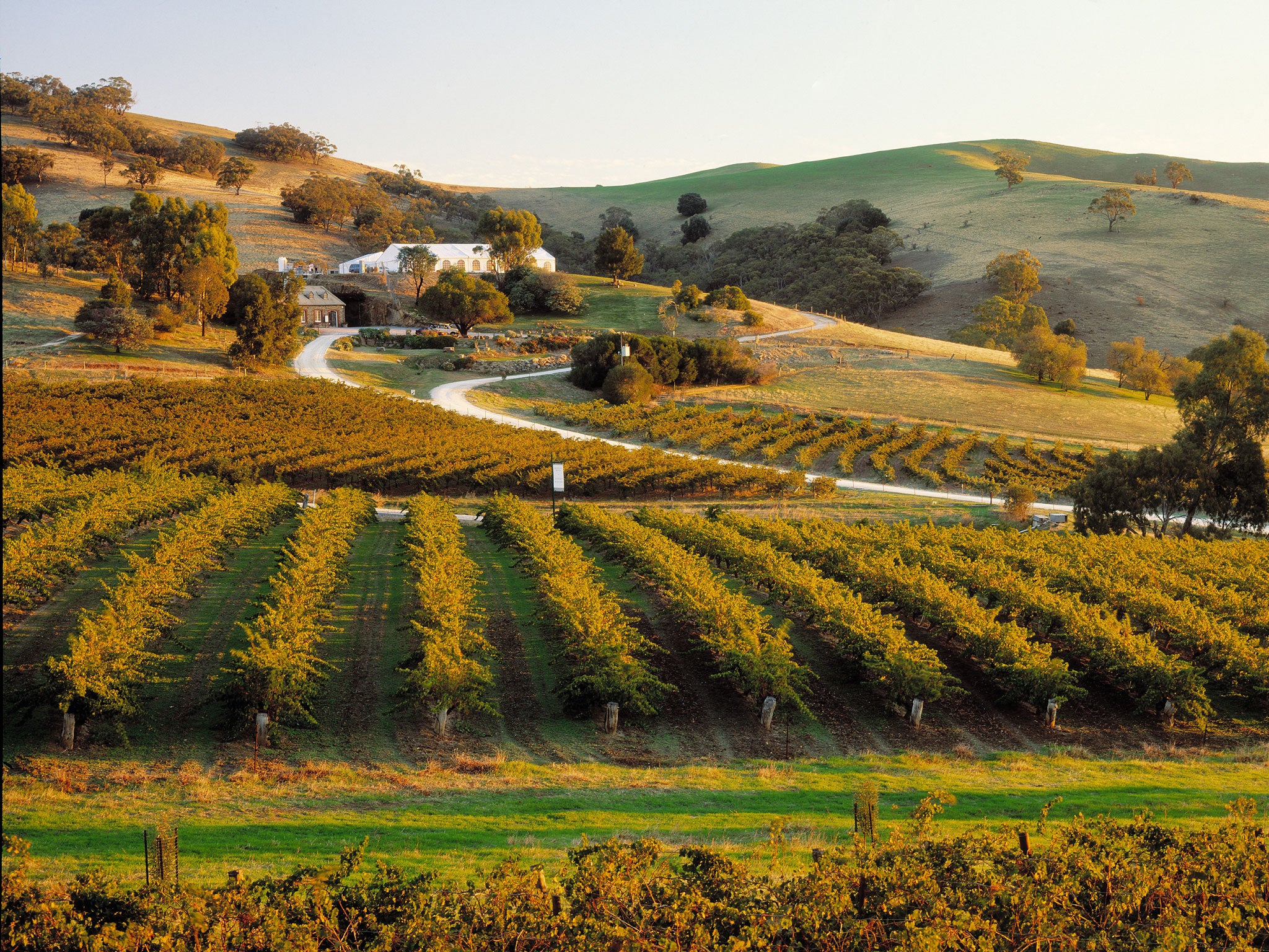 Companies are drawing on the warm climate of Barossa Valley
