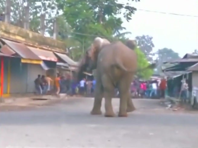 Wild elephant tramples properties during rampage through Indian town