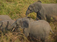 Elephant poaching ring dismantled