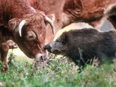 Would you still eat meat if animals could talk?