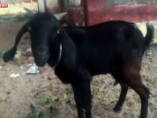 Goat arrested for eating lawn