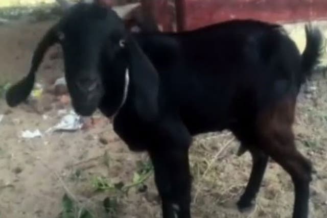 Babli the goat, who has been arrested in India for trespassing on a judge's lawn