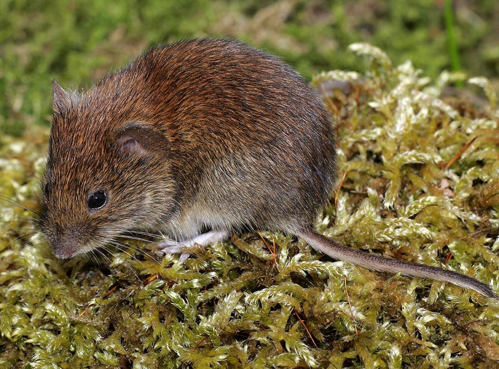Female voles in the Chernobyl area are more susceptible to developing cataracts
