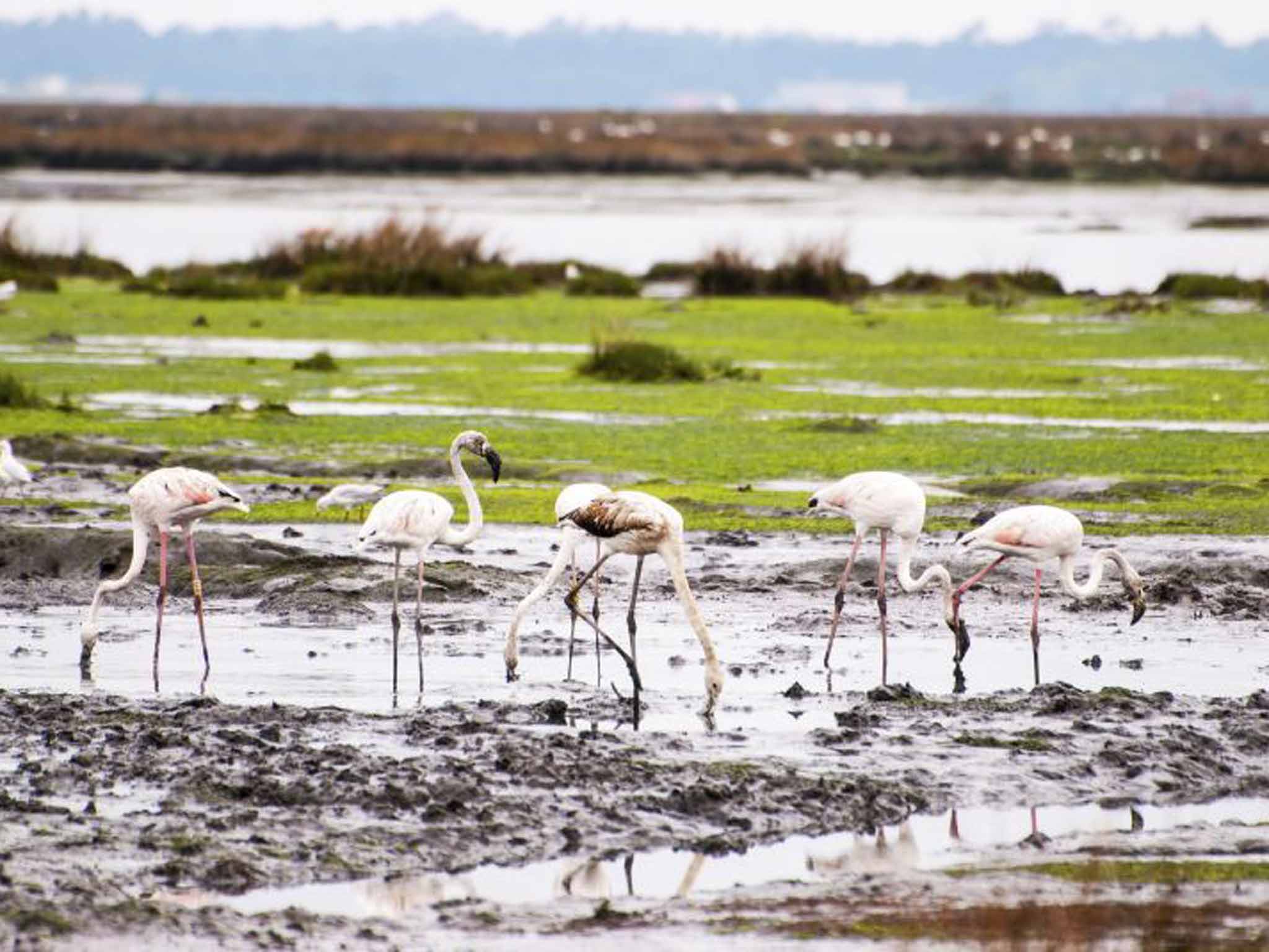 Aveiro faces a lagoon dotted with pink flamingos