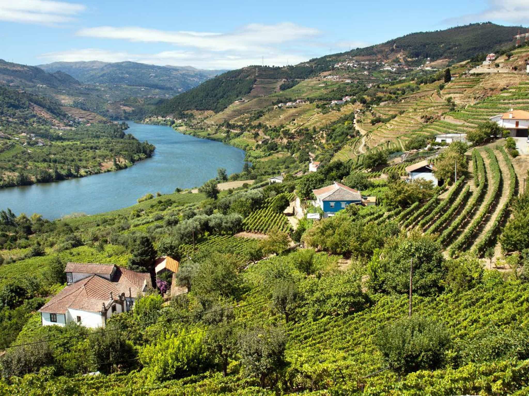 The Douro Valley vineyards