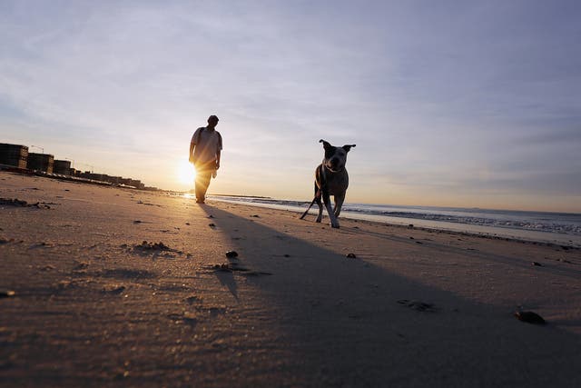The survey highlights the benefits of having a dog for a person's physical and mental health