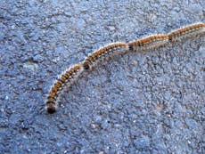 Toxic caterpillar on the march in Spain after mild winter