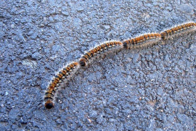 The inch-long caterpillar is a common sight but could be poisonous if it is ingested