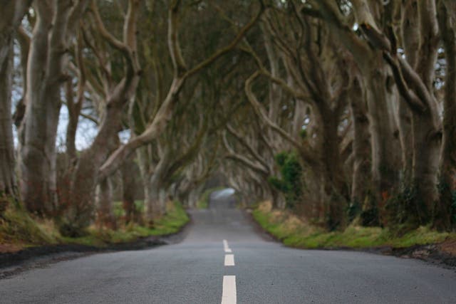 Workers mistakenly painted road safety markings down the middle of the Dark Hedges, Armoy, Northern Ireland
