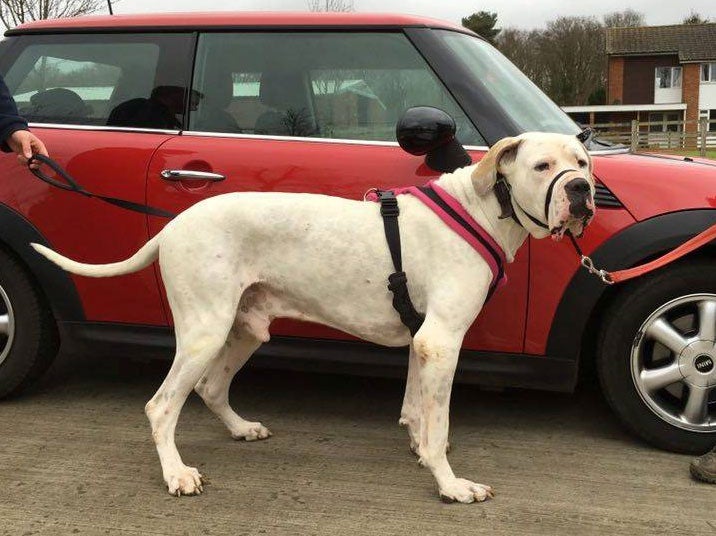 Jagger will need a big enough car for him to fit in properly at his new home