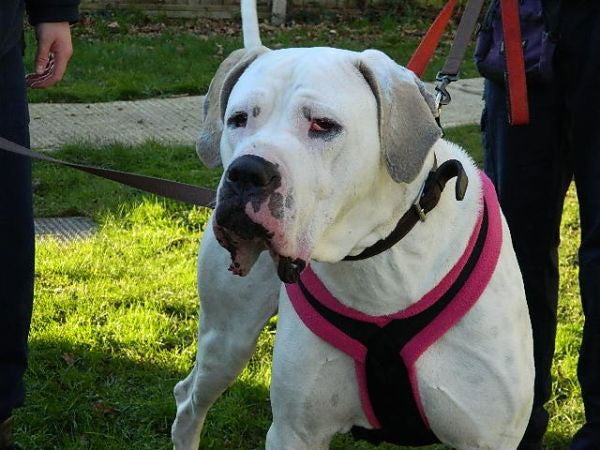 Jagger is a three-year-old white Great Dane Cross RSPCA