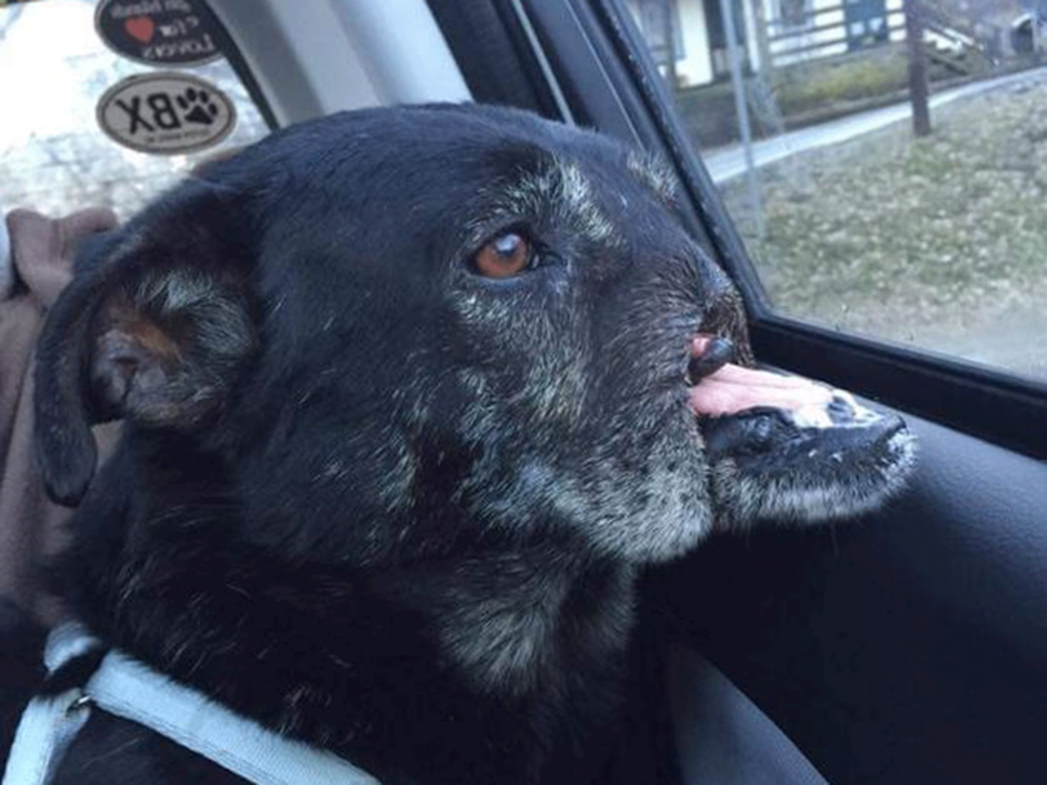 Anubis is thought to have spent years sleeping under cars in Cairo before he was rescued