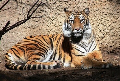 Baha the female Sumantran tiger