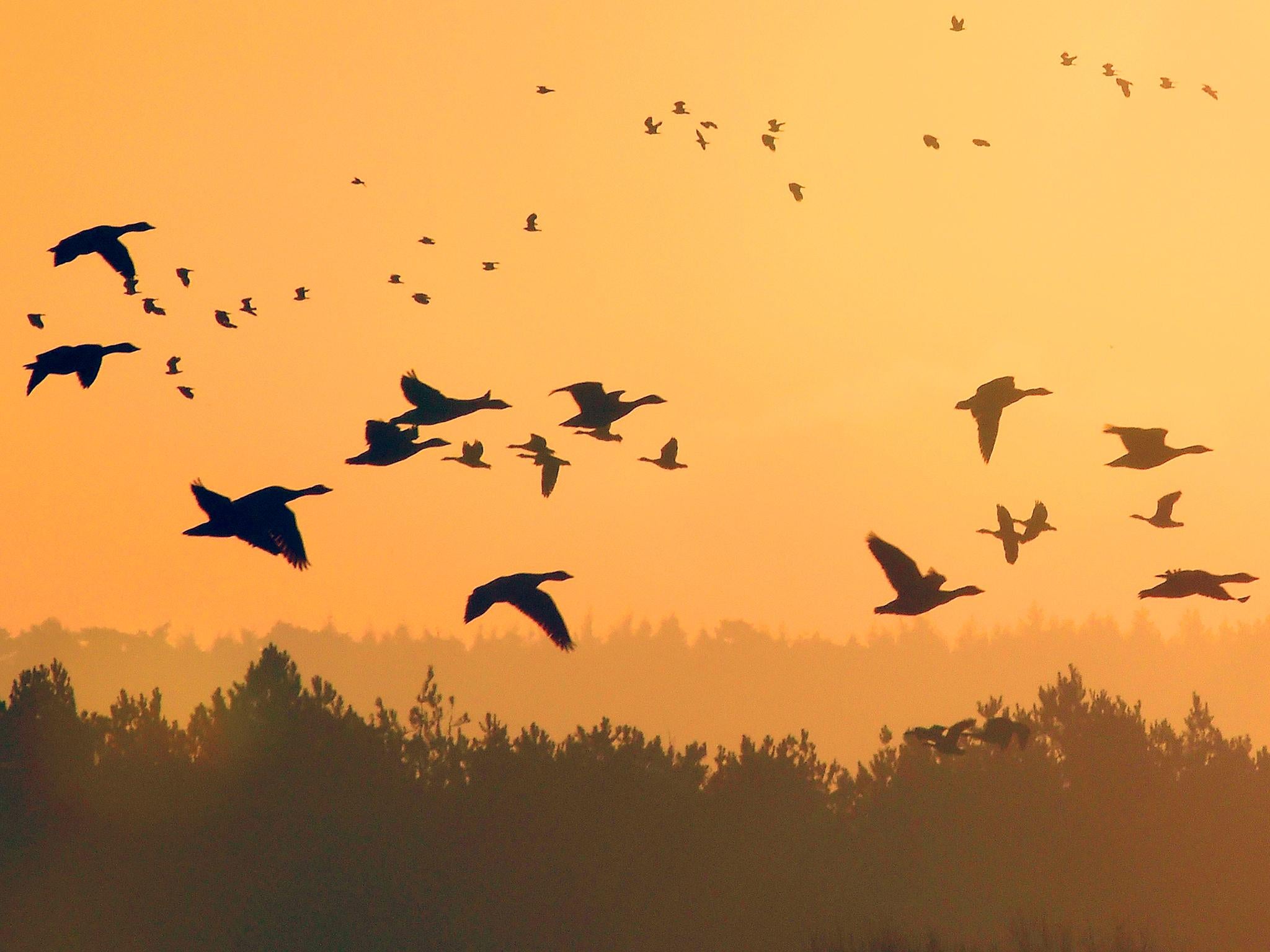 A group of people had leased private land to hunt a flock of geese