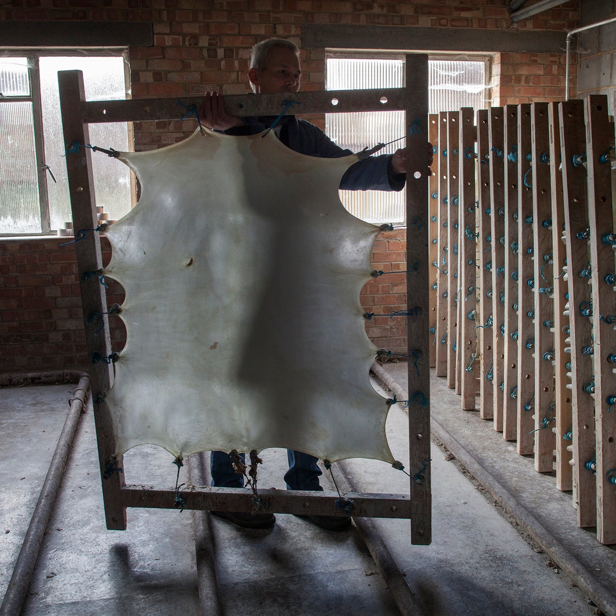 Vellum: UK's last producer of calf-skin parchment fights on after