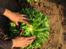 Organic farming 'could help feed world as global warming takes hold'