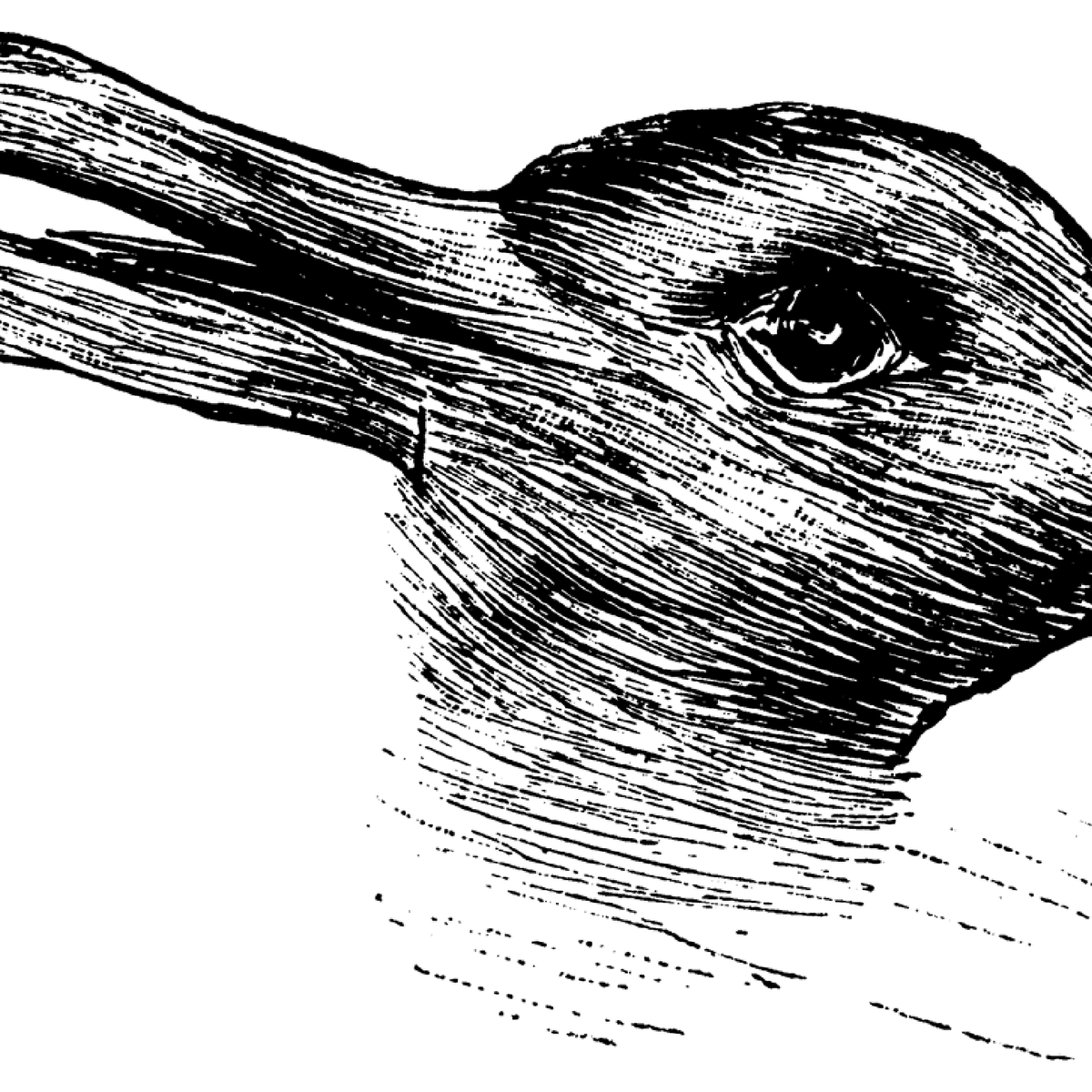 Duck or rabbit? 100-year-old optical illusion could tell you how ...