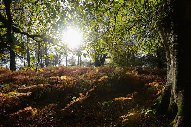 Sun shines through the trees during the autumn season in the New Forest