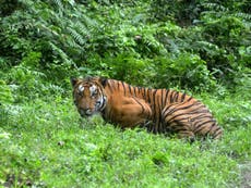 Scientists tell Indian Government tiger claims are 'ridiculous'