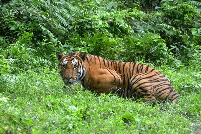 A tiger in Kaziranga National Park