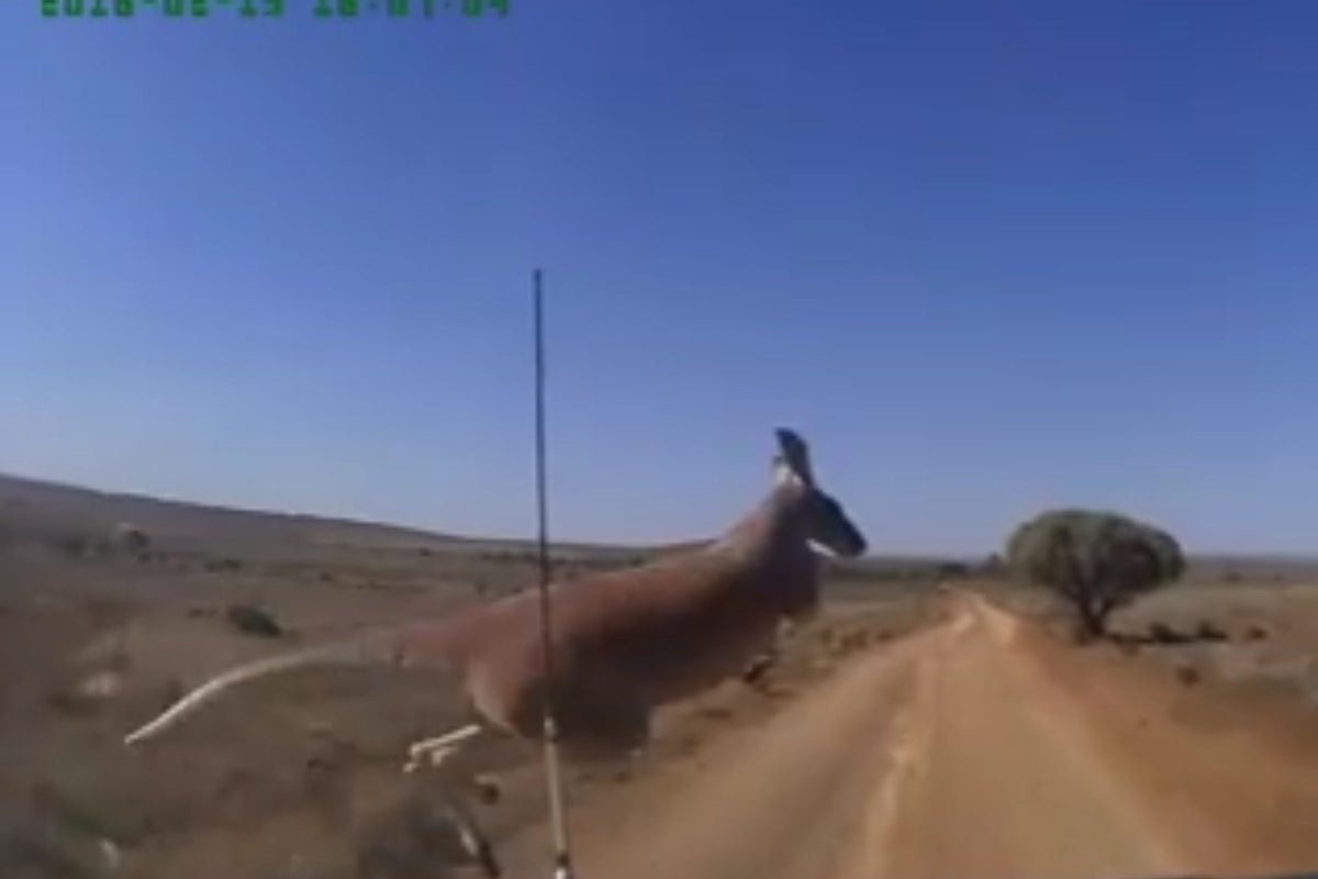 Dashcam video shows kangaroo narrowly escape speeding 4x4 in Australian ...