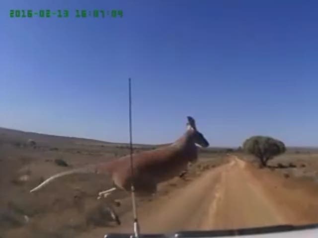 Dashcam video shows kangaroo narrowly escape speeding 4x4 in Australian outback