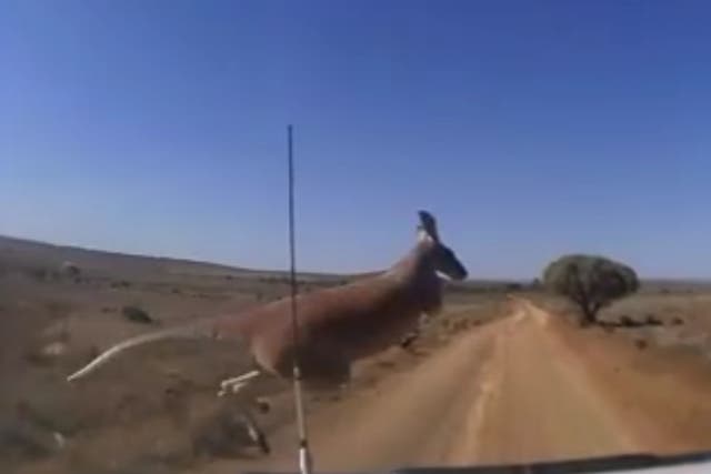 Dashcam video shows kangaroo narrowly escape speeding 4x4 in Australian outback