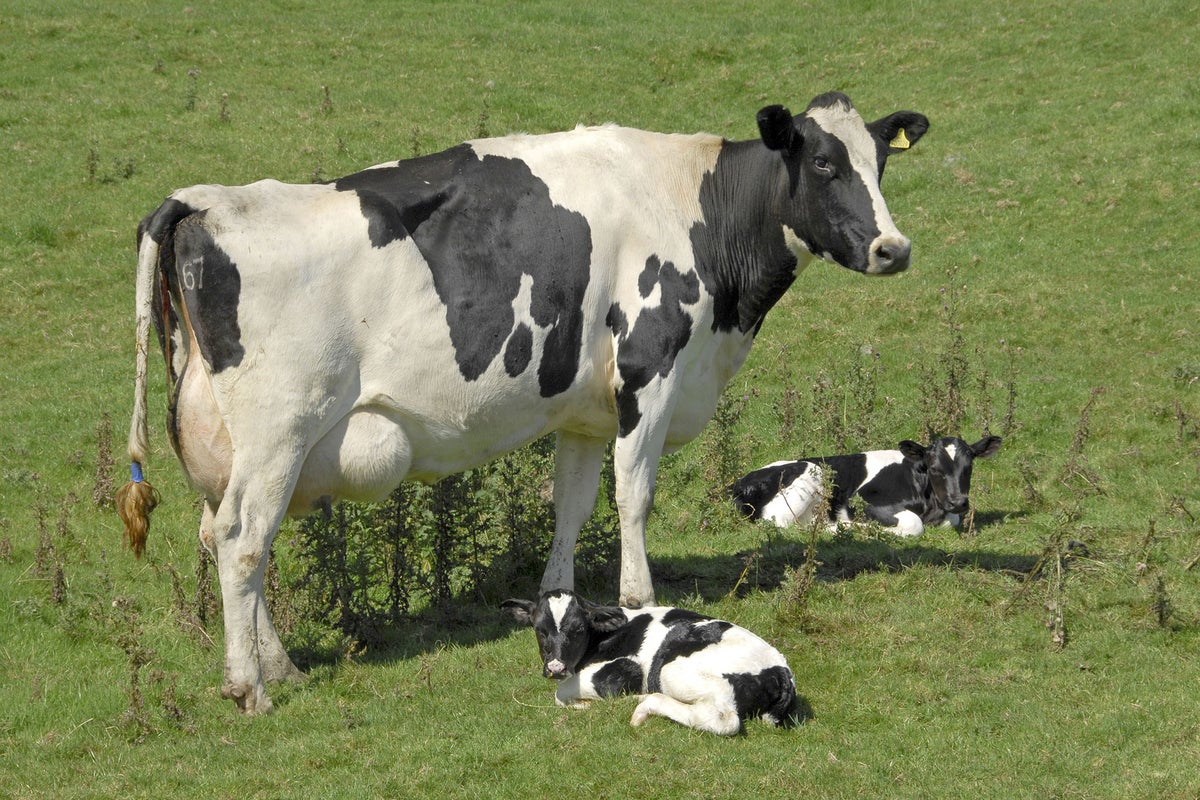Organic food healthier than farmed products, says new research | The ...