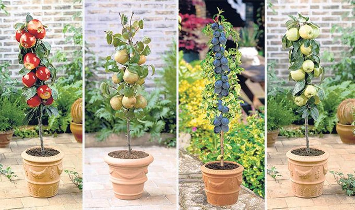 Win a mini fruit tree collection | The Independent | The Independent