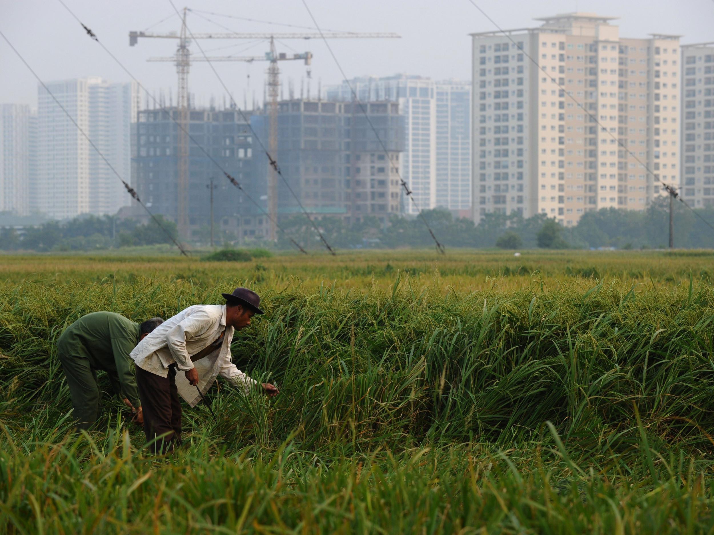 Farmers harvest rice on a field on the outskirts of Hanoi Getty