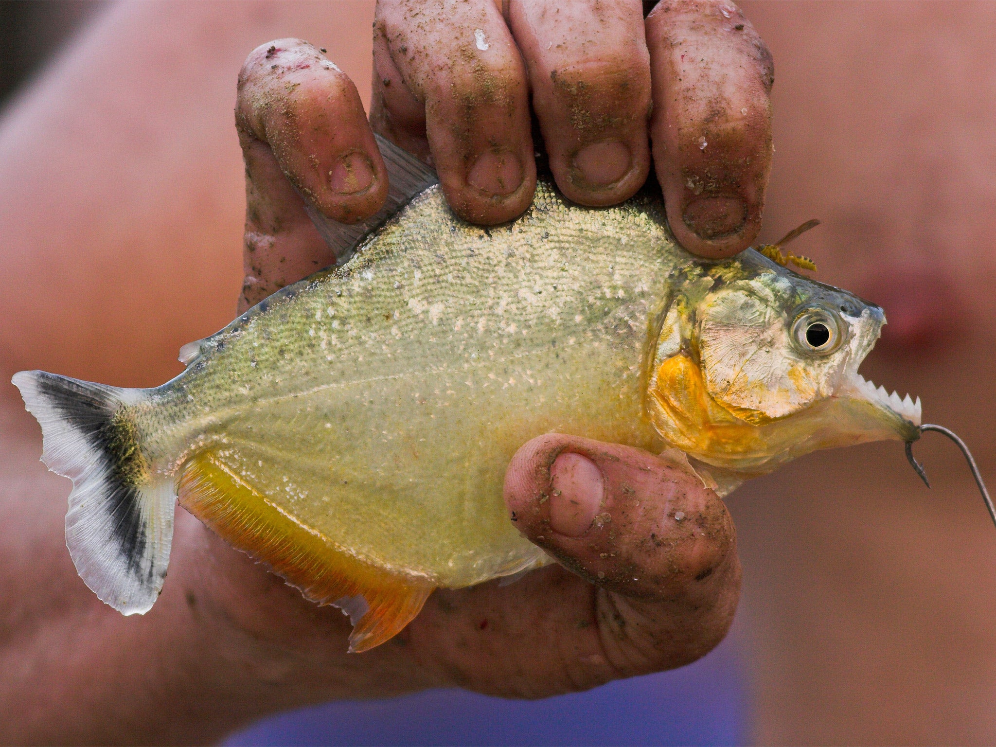 A white piranha (Serrasalmus rhombeus), aka ‘white bitch’, held by a fisherman in Los llanos, Venezuela