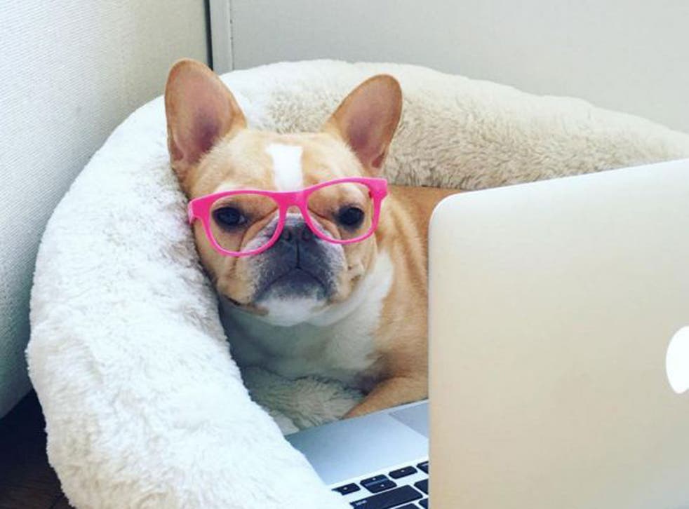 Chloe, the mini Frenchie, has been  been featured in outlets ranging from Vogue to BuzzFeed showcasing her style. 