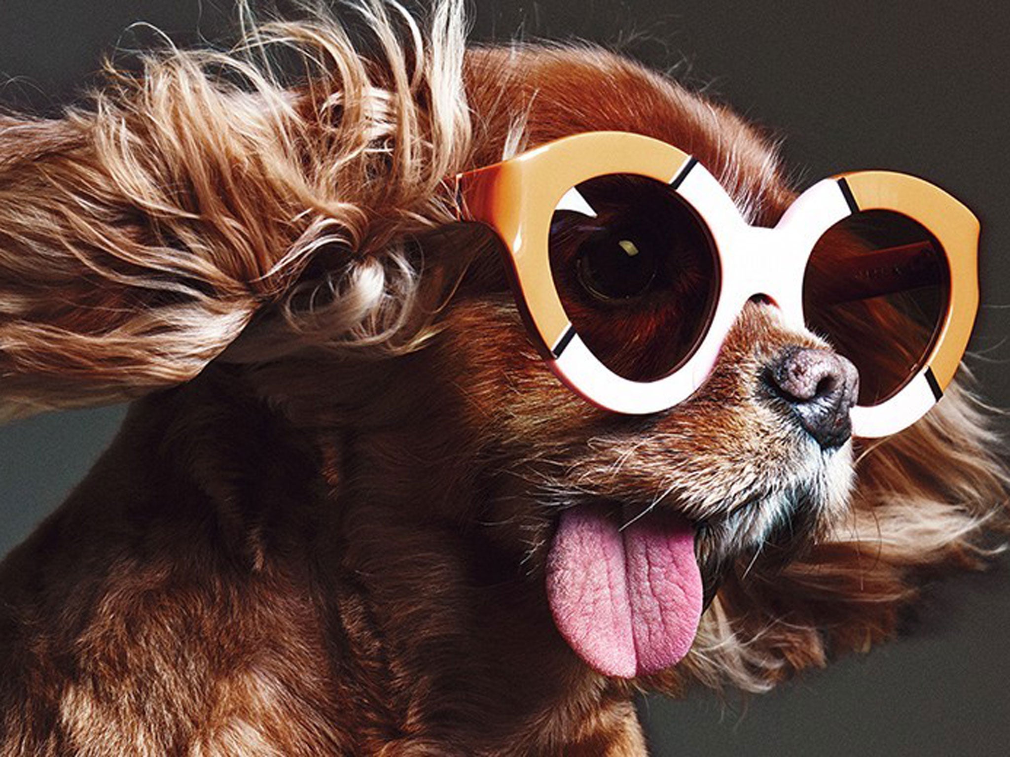 The eyewear brand Karen Walker recently hired as its Toast as its spokesmodel
