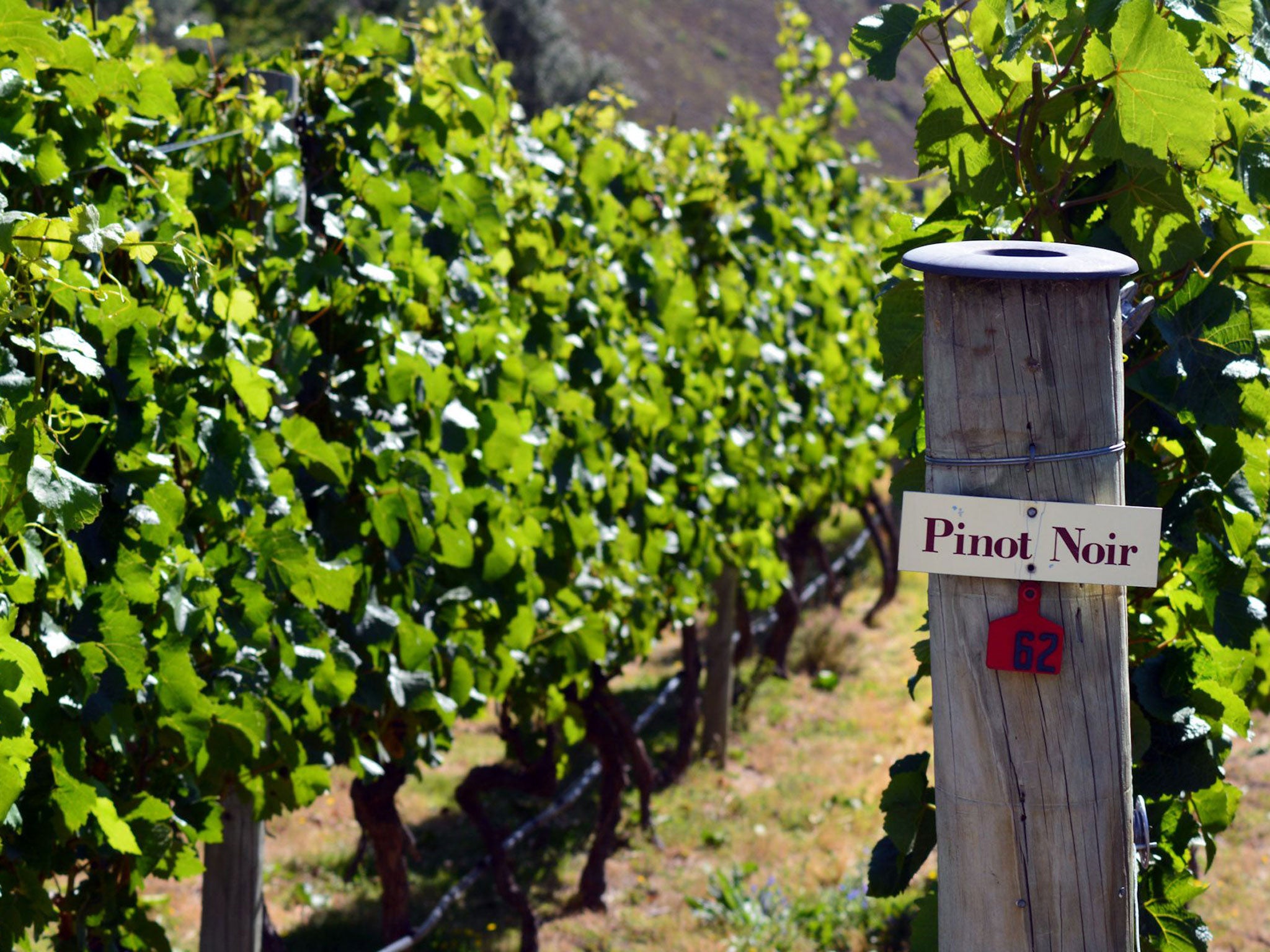 It was once thought that pinot noir in New Zealand was only good for sparkling wine