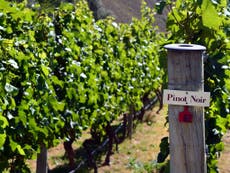 From pinot noir to merlot, New Zealand wines are flourishing