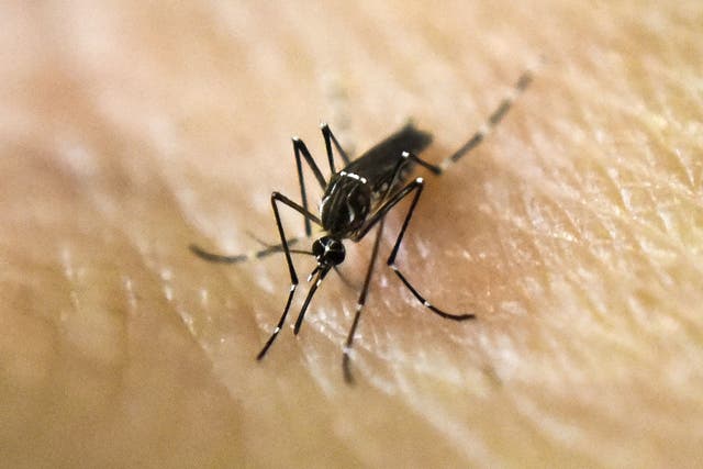 An Aedes Aegypti mosquito, responsible for spreading the Zika virus, is photographed on human skin in a lab of the International Training and Medical Research Training Center (CIDEIM) on 25 January, 2016, in Cali, Colombia