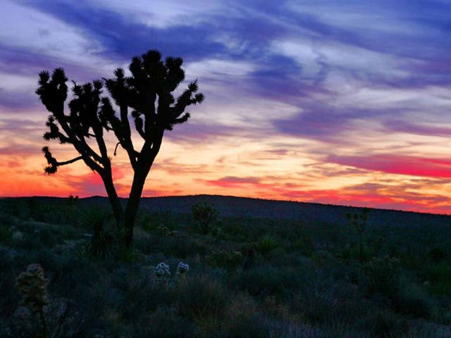 Mojave National Preserve: Joshua Tree
