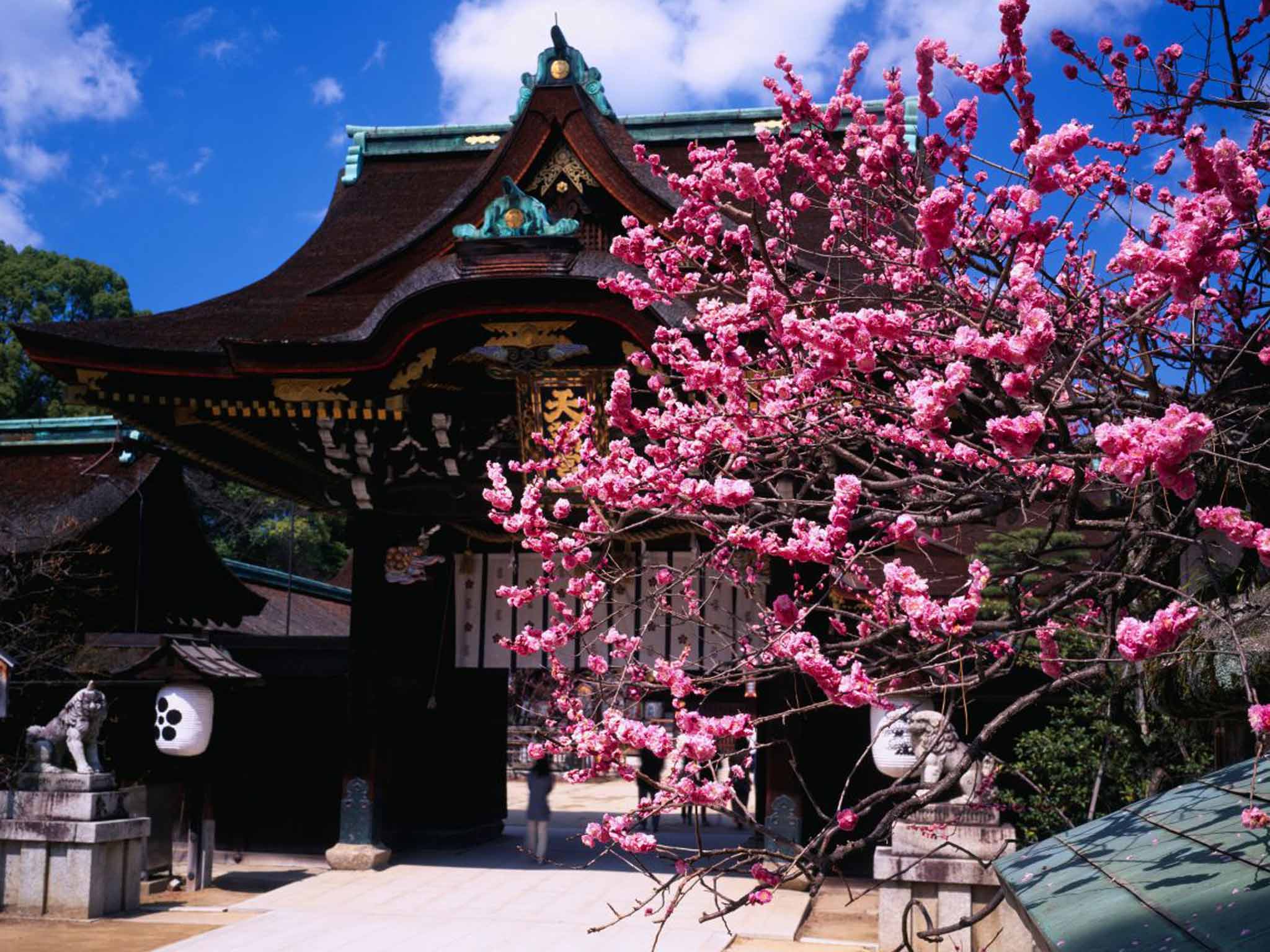 Japan In Bloom Cherry Blossom Is A Big Draw But Its Plum That