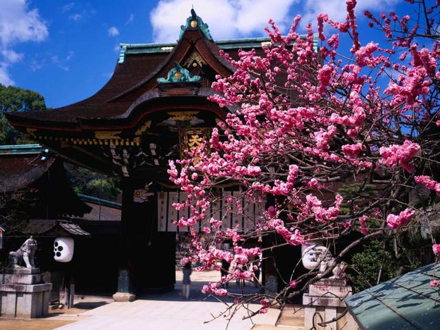 Petal power: plum blossom at Kitano TenmanguShrine
