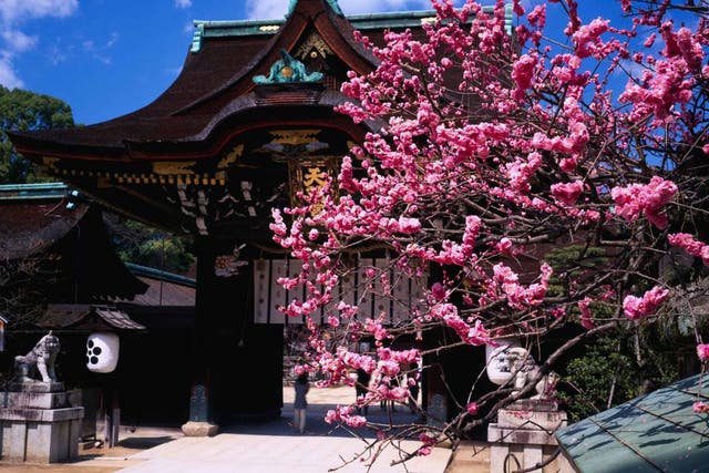 Petal power: plum blossom at Kitano TenmanguShrine