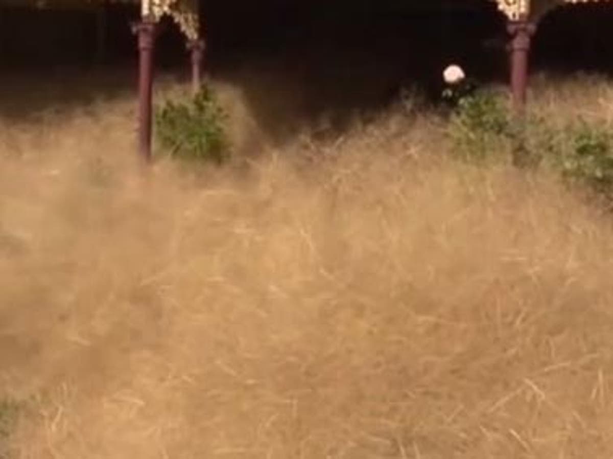 Hairy Panic Tumbleweed Causing Misery For Wangaratta Residents The Independent The Independent