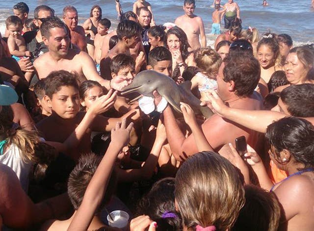 A Franciscan dolphin is passed around by beach-goers in Argentina - Hernan Coria/Facebook