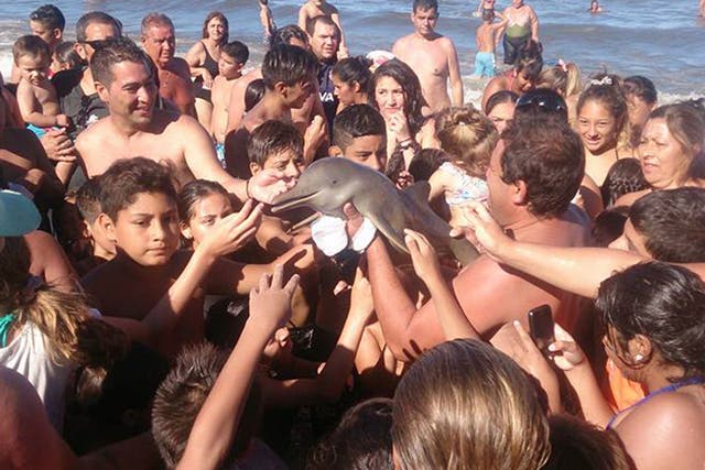 A Franciscan dolphin is passed around by beach-goers in Argentina - Hernan Coria/Facebook