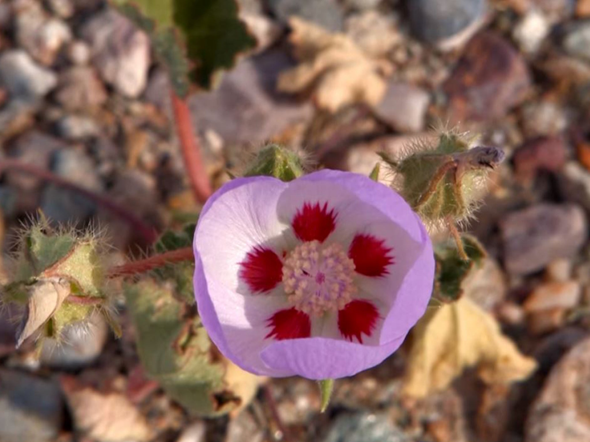 Death Valley Natural History Association/National Park Service