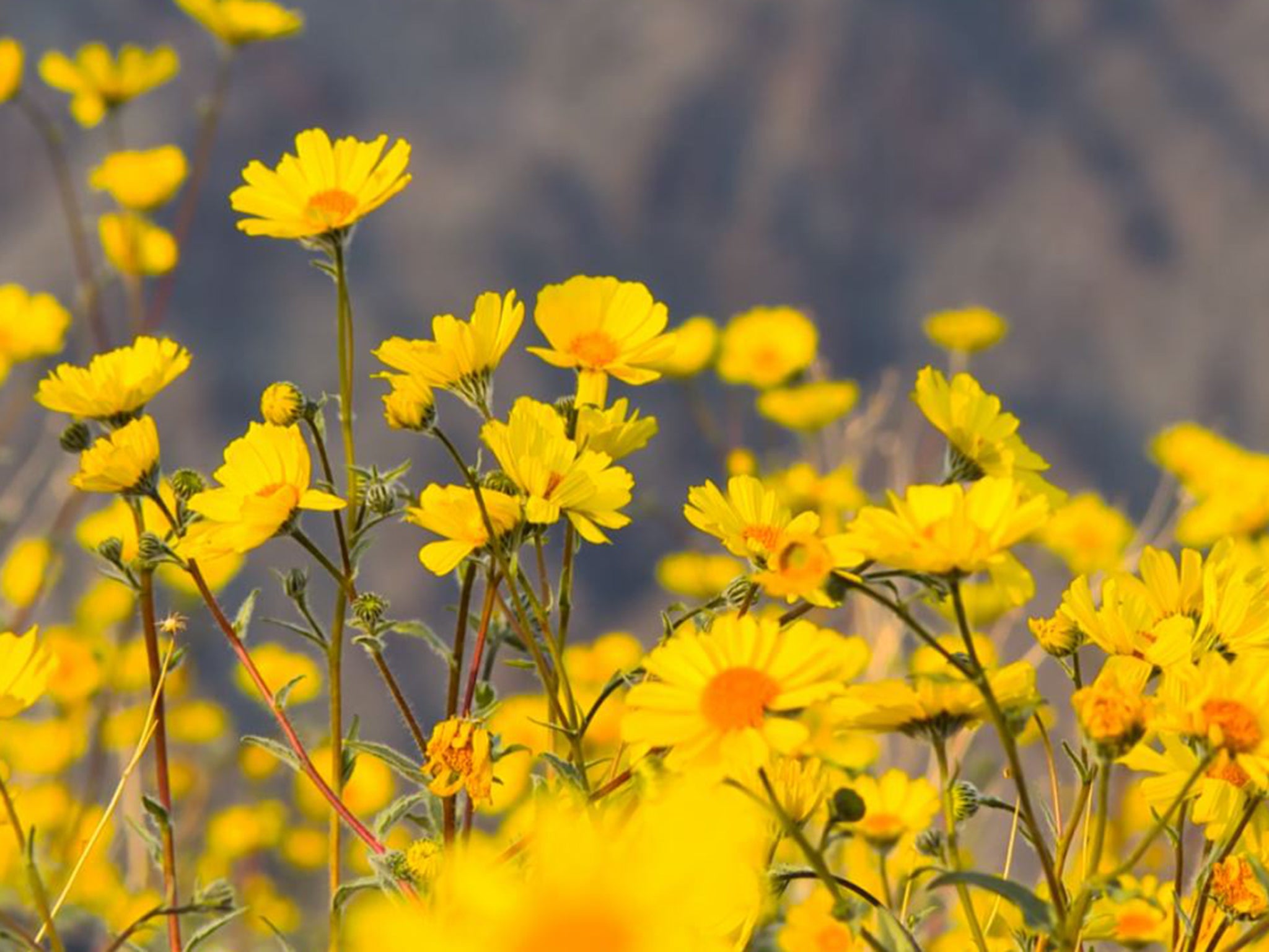 Death Valley Natural History Association/National Park Service